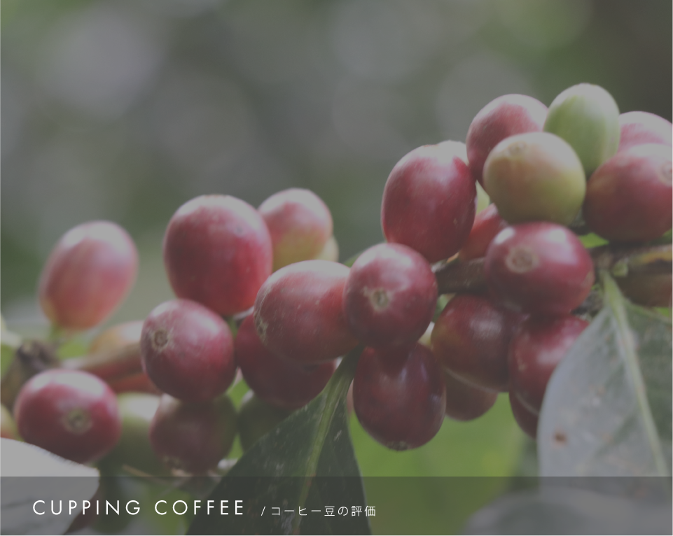 TOP|ASO RUBEN|ボリビア産コーヒー豆_カカオ豆 TOP|ASO RUBEN|ボリビア産コーヒー豆_カカオ豆